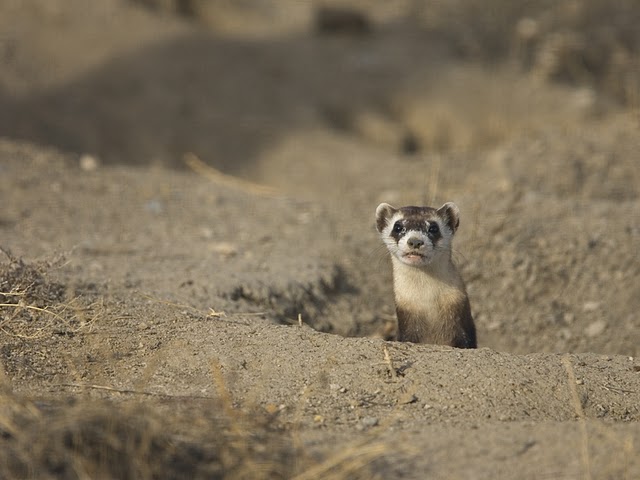 A small animal is sitting in the dirt.