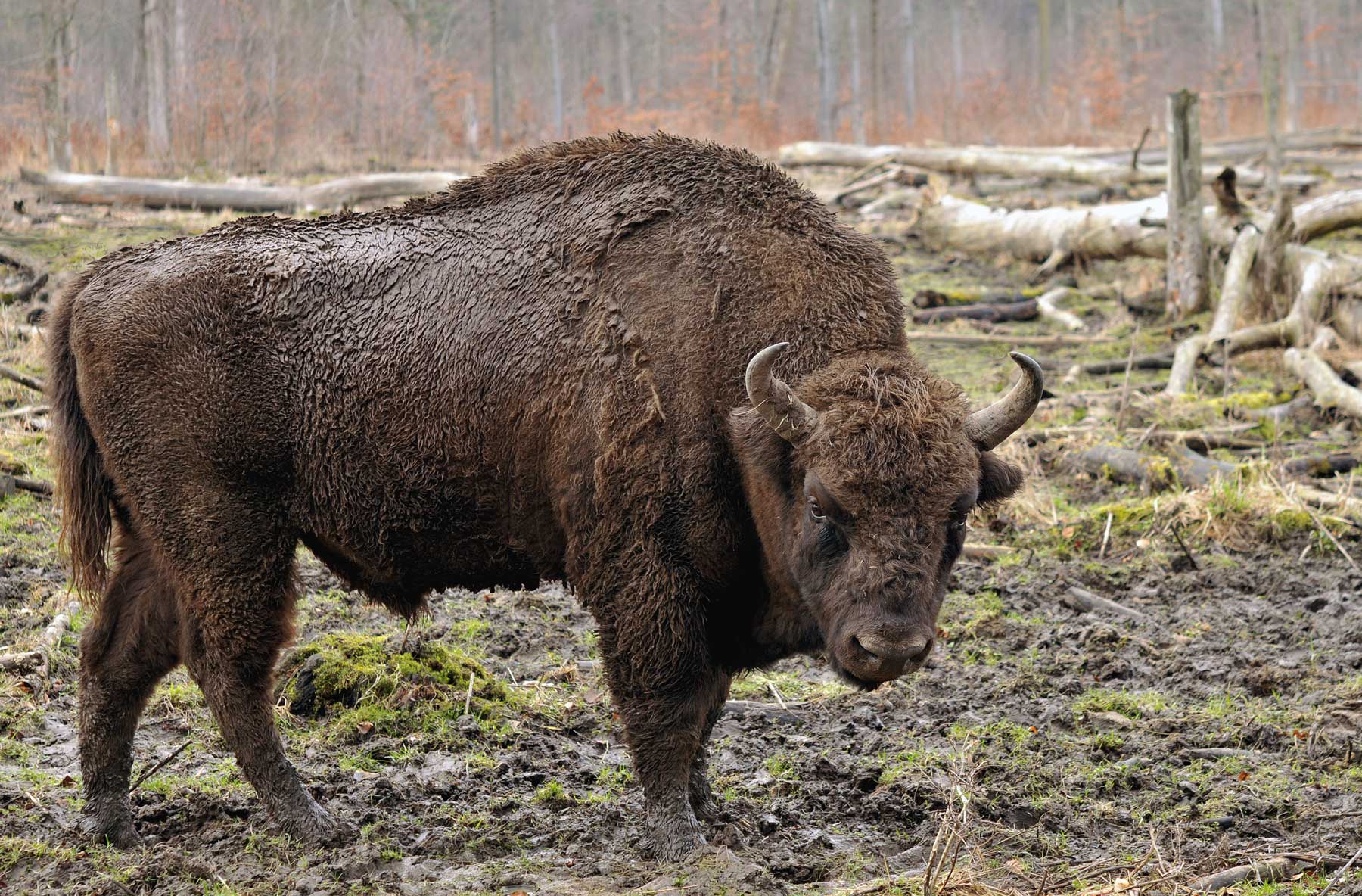 A bison is standing in the mud near some trees.