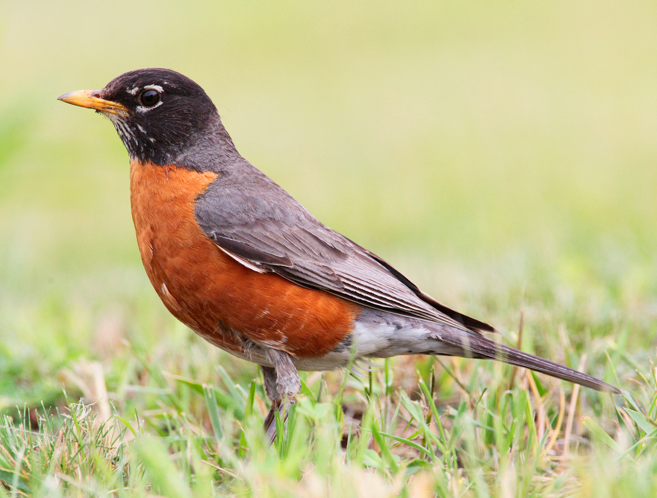 A bird is standing in the grass and looking at something.