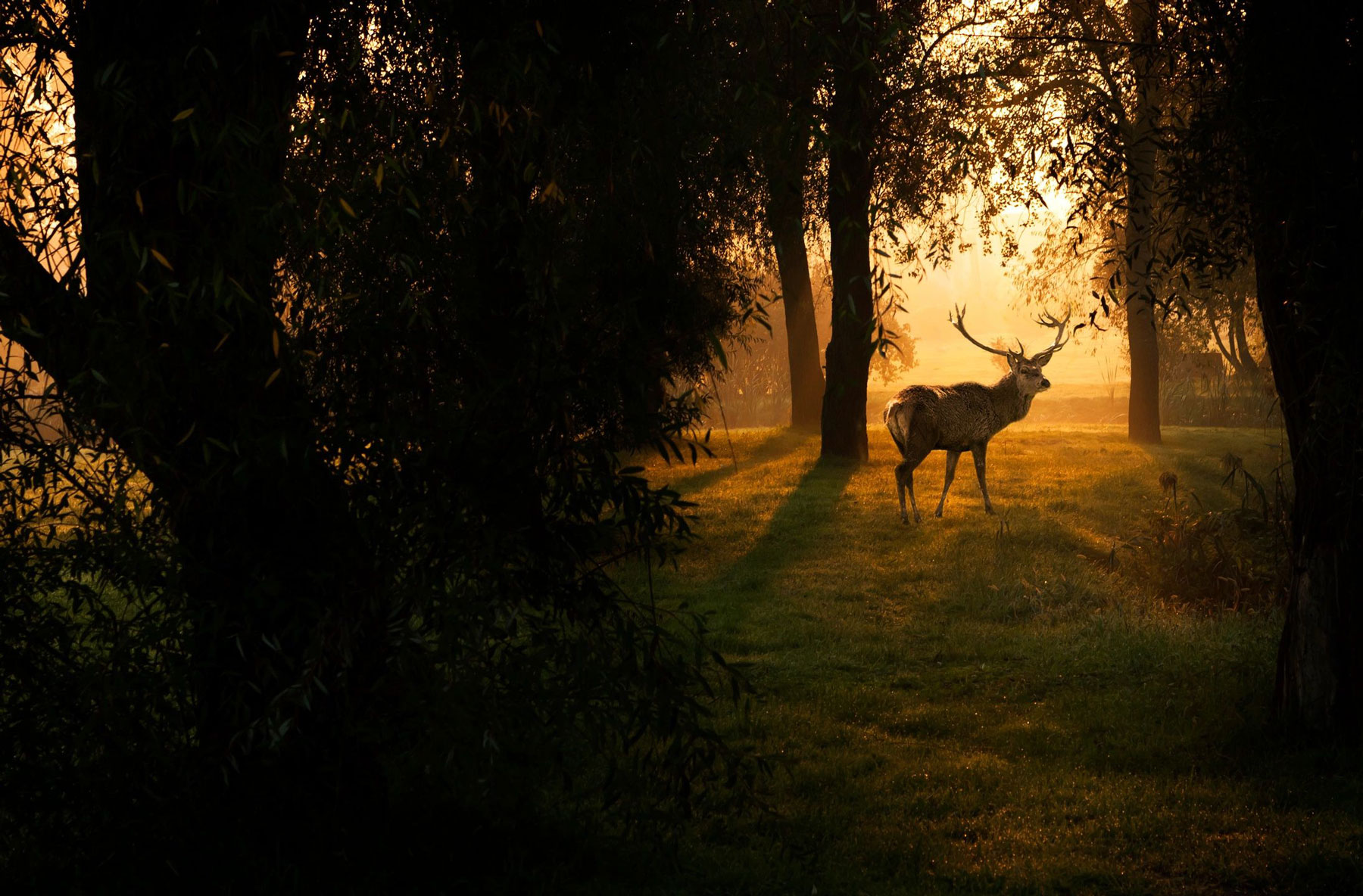 A deer standing in the middle of a field.